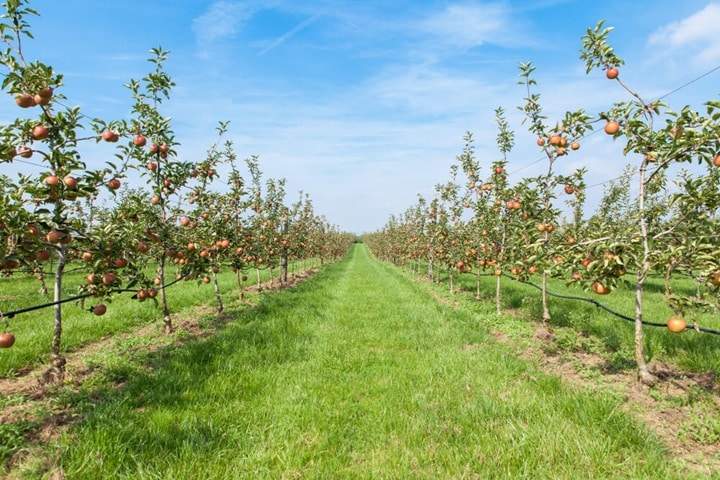 how many trees make an orchard mini orchard design