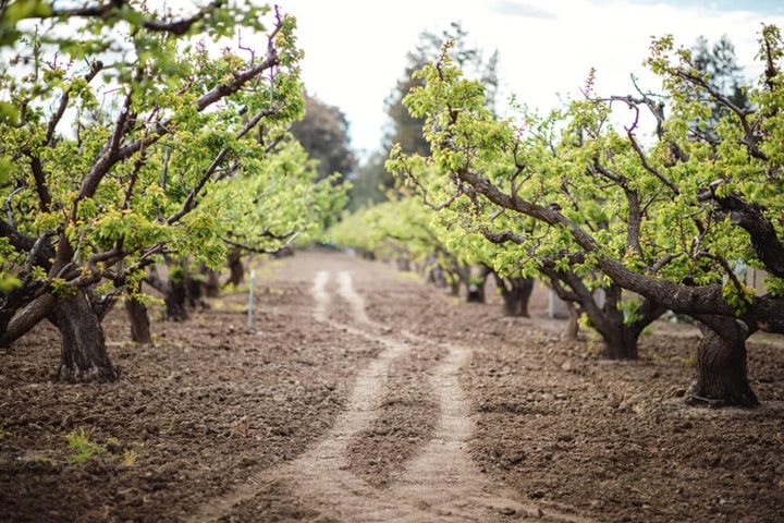 how many trees make an orchard how to turn