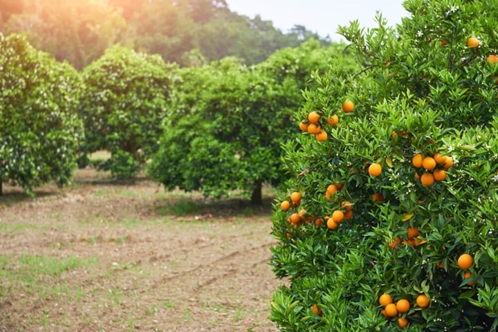 how many trees make an orchard