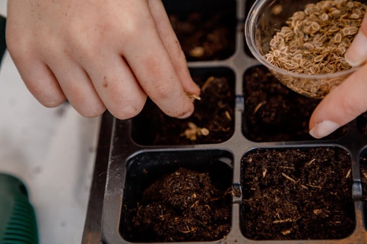 when to prick out seedlings choosing containers