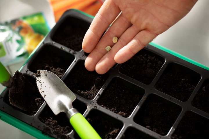 when to prick out seedlings pricking out