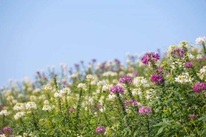 how to sow wildflower seeds starting a patch