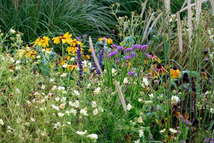 how to sow wildflower seeds in an existing bed or border