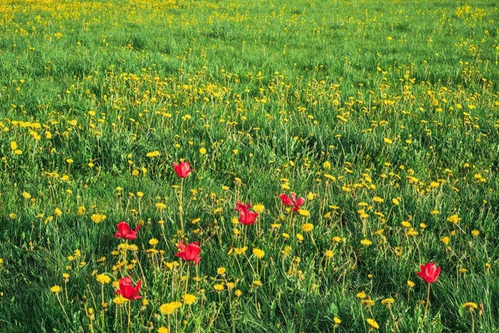 how to sow wildflower seeds in a patch