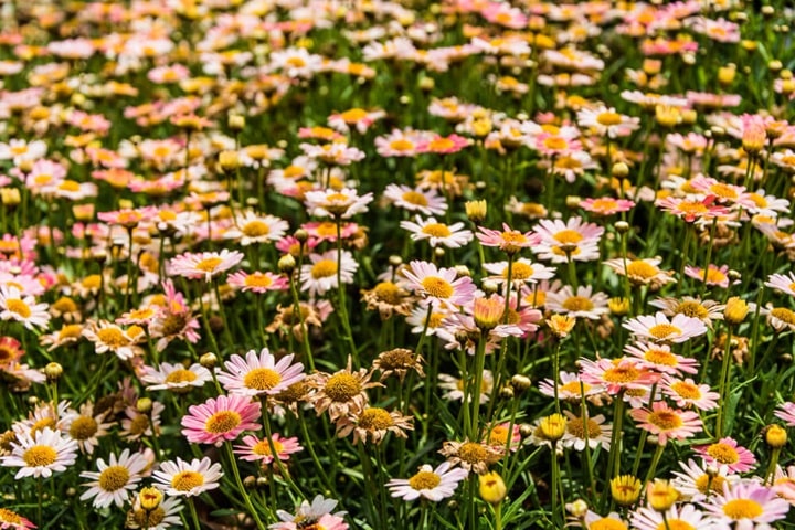 how to sow wildflower seeds types