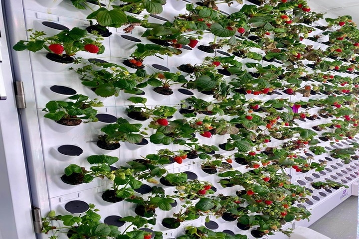 hydroponic tower garden