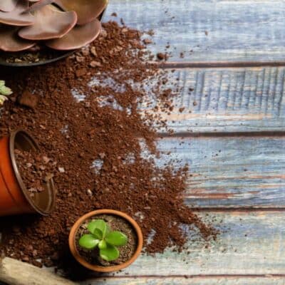 potting mix