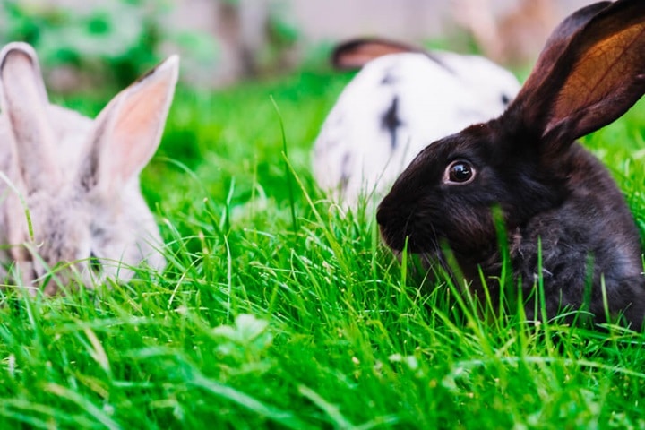 nesting spots for rabbit deterrents