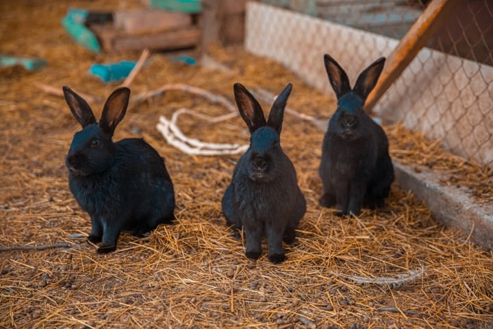 how to get rid of rabbits naturally do you have a rabbit problem