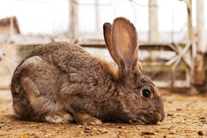 how to get rid of rabbits naturally rabbit vs hares