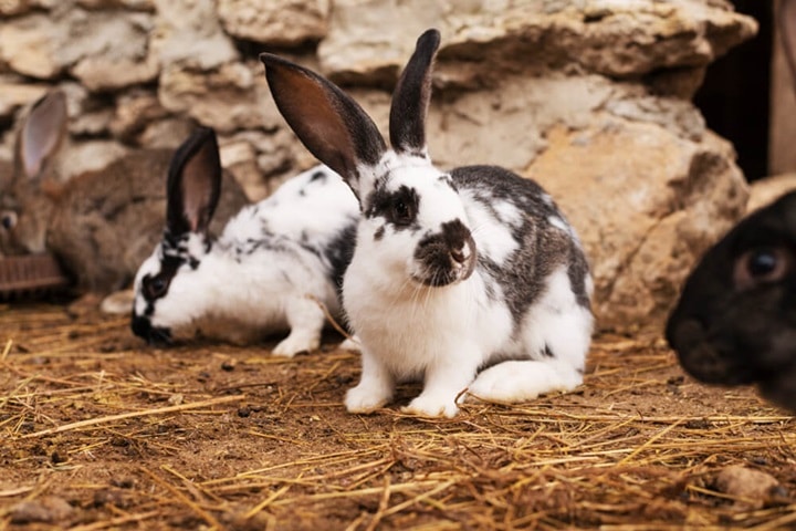 rabbit deterrents how to keep rabbits out of a polytunnel