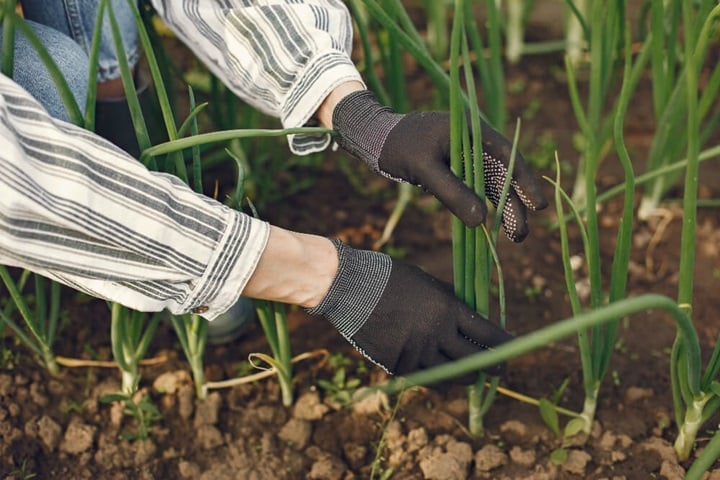what to plant in march leeks