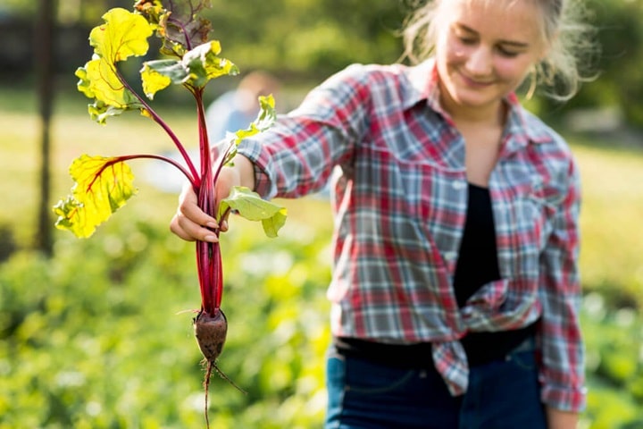 what to plant in march rhubarb