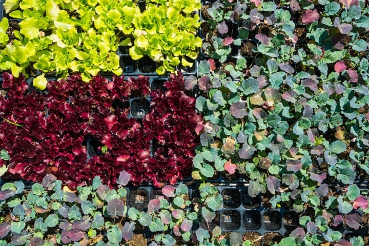 can a garden be too colourful garden colour schemes