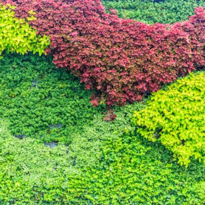 garden colour schemes