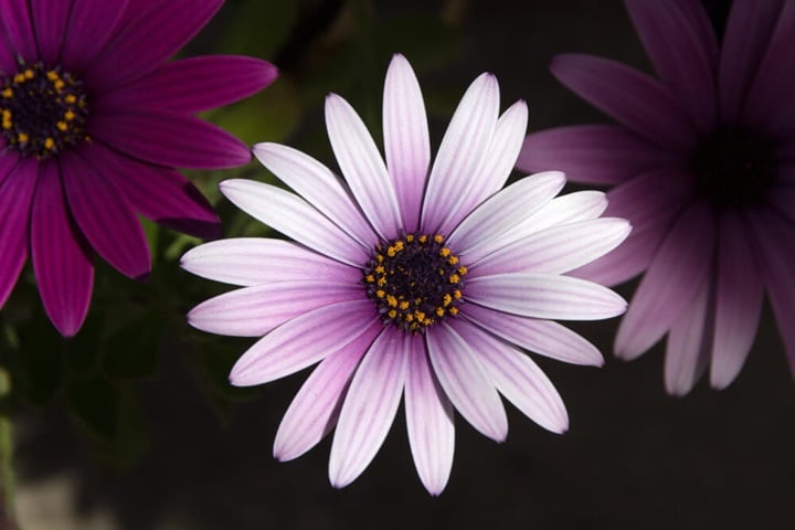 how to care for osteospermum