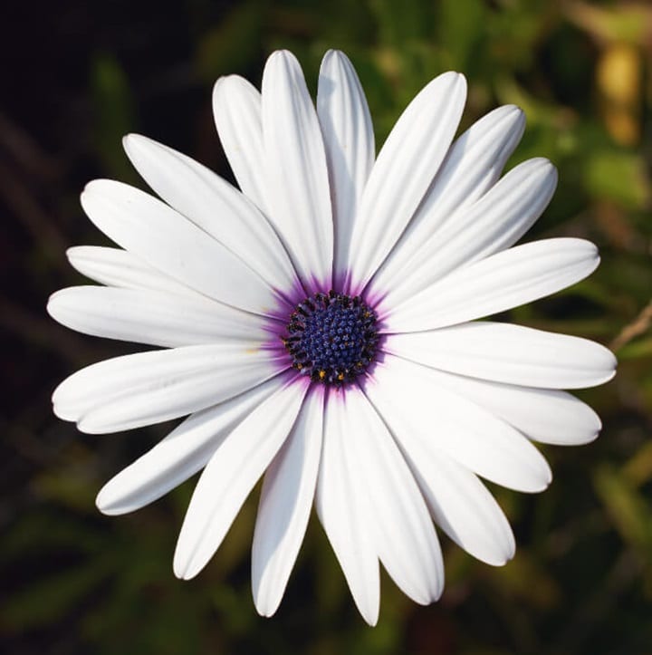 how to plant osteospermum