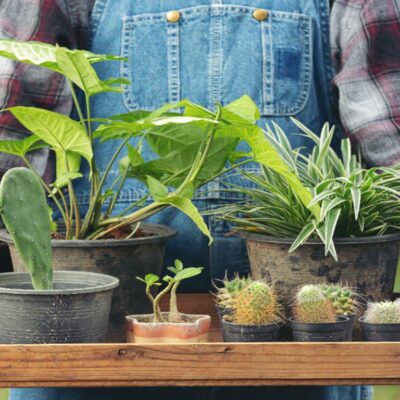 plant combinations
