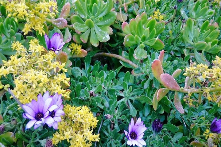 plant combinations to mimic or create natural ecosystems