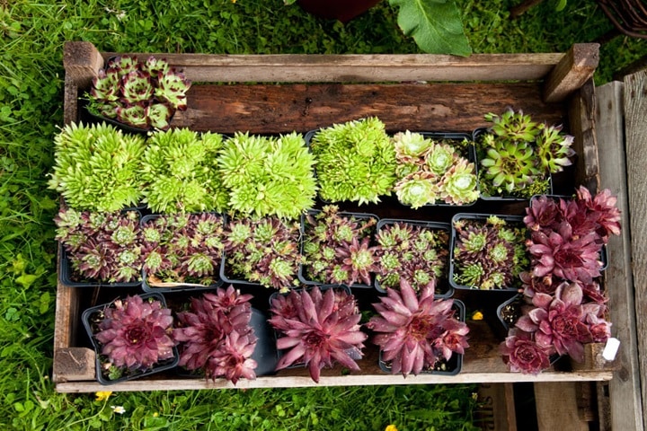 water management for planting combinations