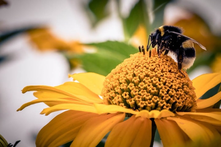 problems with sunflowers natural pollinators