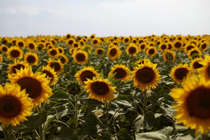 managing problems with sunflowers