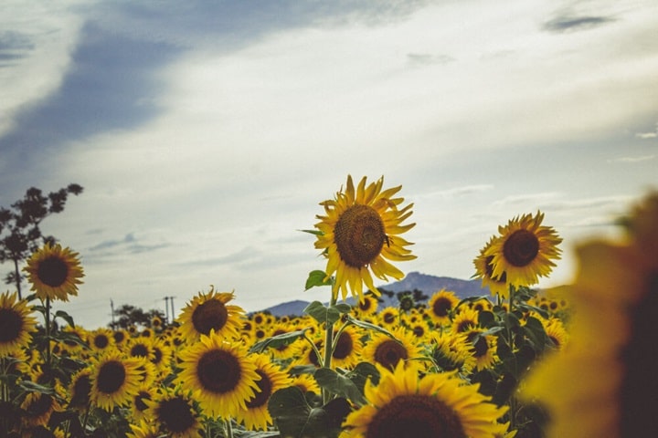 pros and cons of growing sunflowers