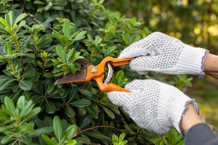 how to prune plants why you should do pruning