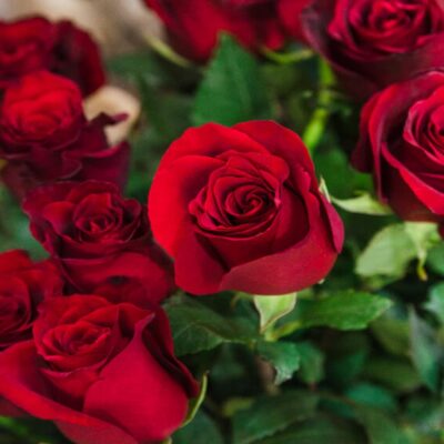 rose diseases