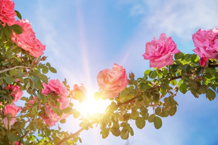 natural ways to prevent rose diseases
