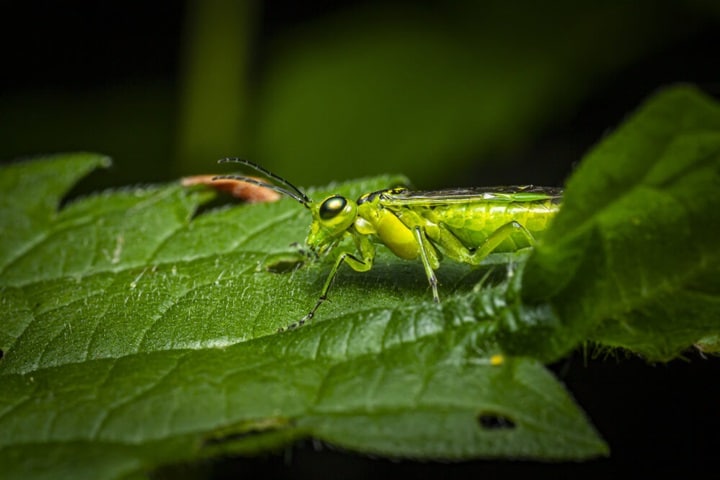 sawflies rose diseases