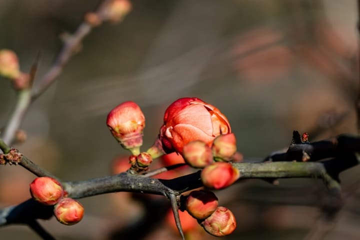 spring flowers chaenomeles