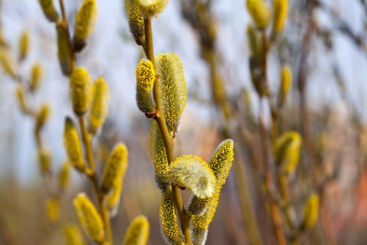spring flowers goat willow