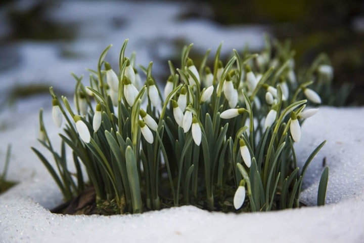 snowdrops spring flowers