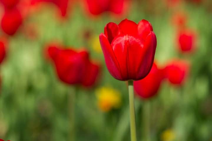 tulips spring flowers