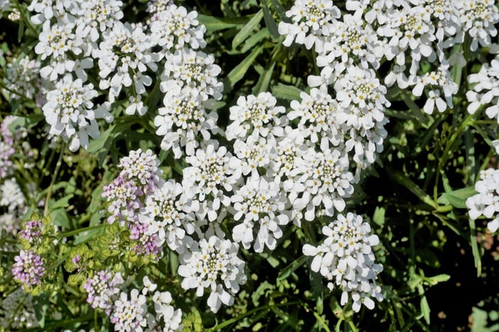 candytuft summer plants