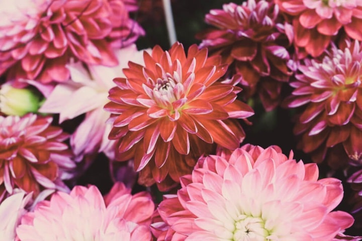 dahlias summer plants