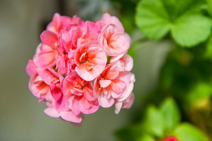 geraniums summer plants