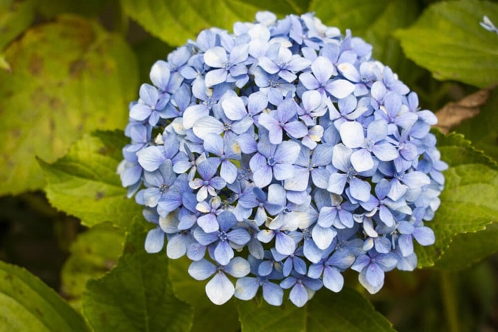 hydrangeas summer plants