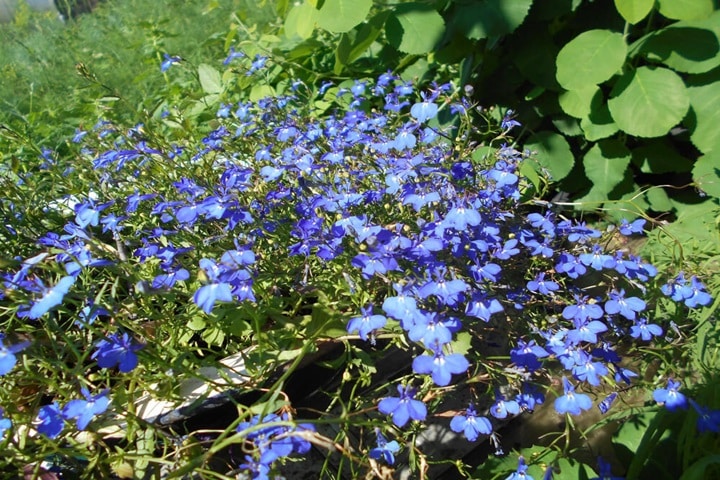 lobelia summer plants