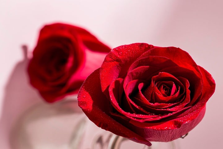 summer plants roses