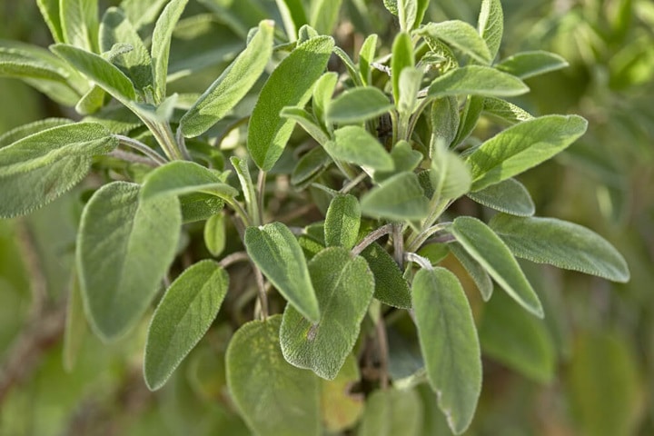 sage for summer plants