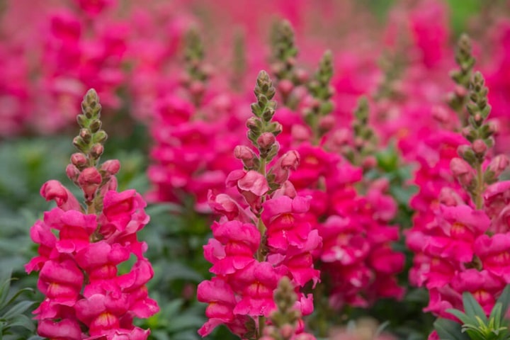 snapdragons summer plants