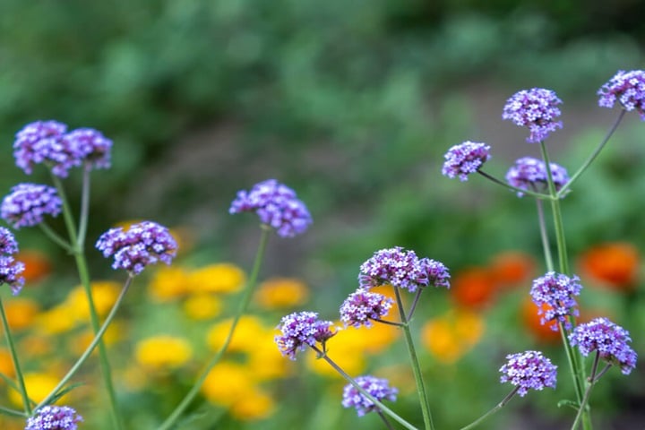 verbena summer plants