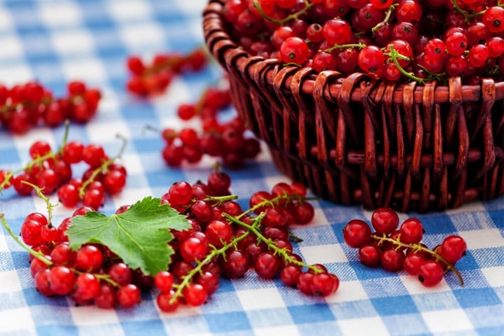 best fruits to grow currants