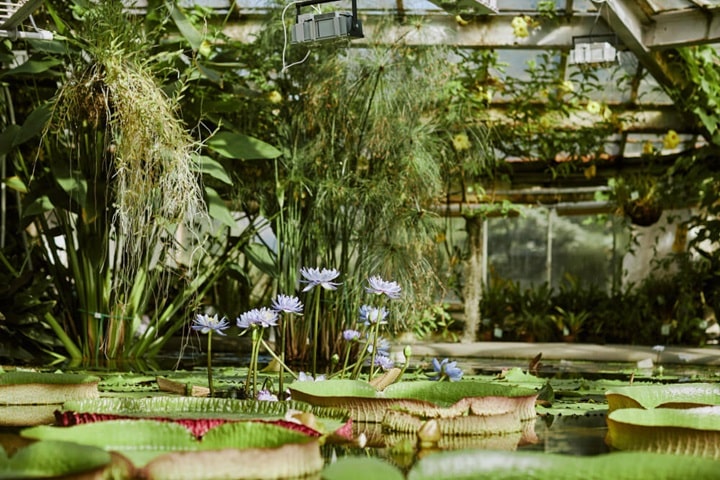 botanical garden ideas creating a native plant haven