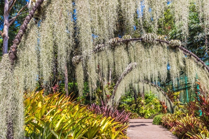 botanical garden ideas getting recognised