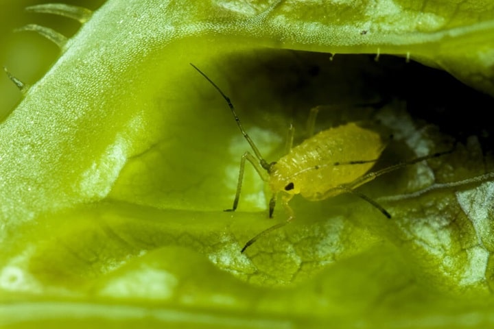 garden pests aphids