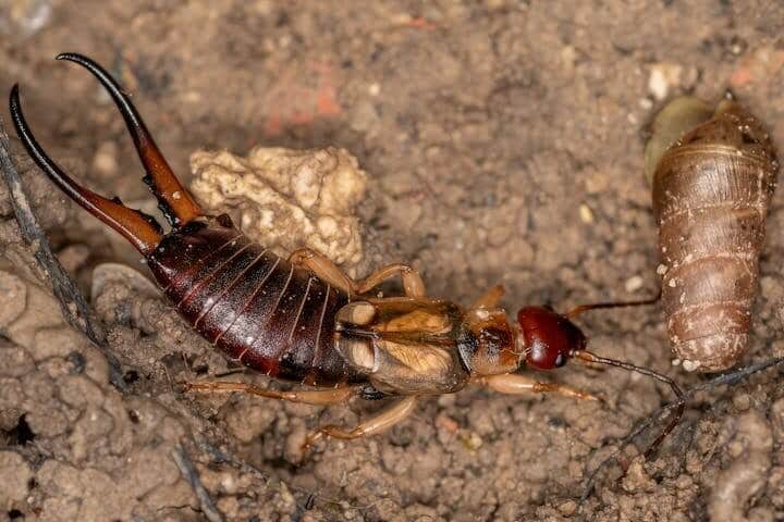 earwigs garden pests