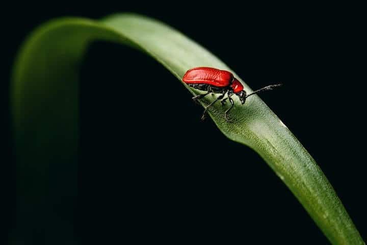 lily beetle garden pests
